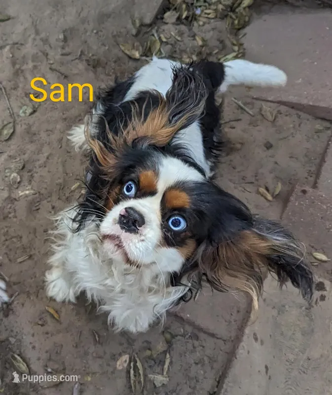 California/Oregon Sam Full AKC