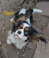 California/Oregon Sam Full AKC, a male Cavalier King Charles Spaniel for sale in Arroyo Grande, CA – Photo 1 of 10