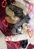 California/Oregon Sam Full AKC, a male Cavalier King Charles Spaniel for sale in Arroyo Grande, CA – Photo 10 of 10