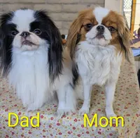 California-Oregon Rikii, a male Japanese Chin for sale in Arroyo Grande, CA – 6 of 10