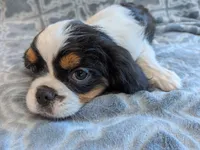 California Dean, a male Cavalier King Charles Spaniel for sale in Arroyo Grande, CA – 4 of 10