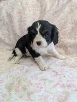 CALIFORNIA Torrey, a female Cavalier King Charles Spaniel for sale in Arroyo Grande, CA – 4 of 10