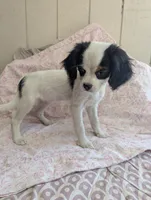 California Frida, a female Cavalier King Charles Spaniel and Japanese Chin for sale in Arroyo Grande, CA – 7 of 10