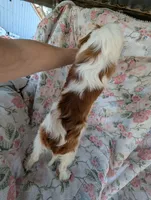 California-Oregon Sally, a female Cavalier King Charles Spaniel for sale in Arroyo Grande, CA – 6 of 10