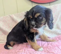California/Oregon , a female Cavalier King Charles Spaniel for sale in Arroyo Grande, CA – 8 of 10