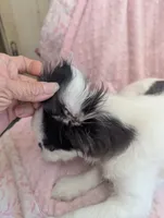 California Rumii, a female Japanese Chin for sale in Arroyo Grande, CA – 7 of 10