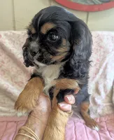 California/Oregon , a female Cavalier King Charles Spaniel for sale in Arroyo Grande, CA – 6 of 10