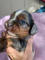 California Glenda, a female Cavalier King Charles Spaniel for sale in Arroyo Grande, CA – 7 of 10