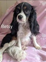 California/Oregon Tyler, a male Cavalier King Charles Spaniel for sale in Arroyo Grande, CA – 10 of 10