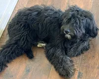 California Shadow, a female Goldendoodle and Cavalier King Charles Spaniel for sale in Arroyo Grande, CA – 4 of 8