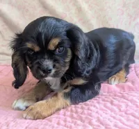 California/Oregon , a female Cavalier King Charles Spaniel for sale in Arroyo Grande, CA – 3 of 10