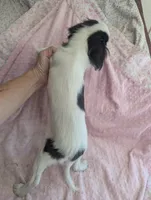 California Rumii, a female Japanese Chin for sale in Arroyo Grande, CA – 3 of 10