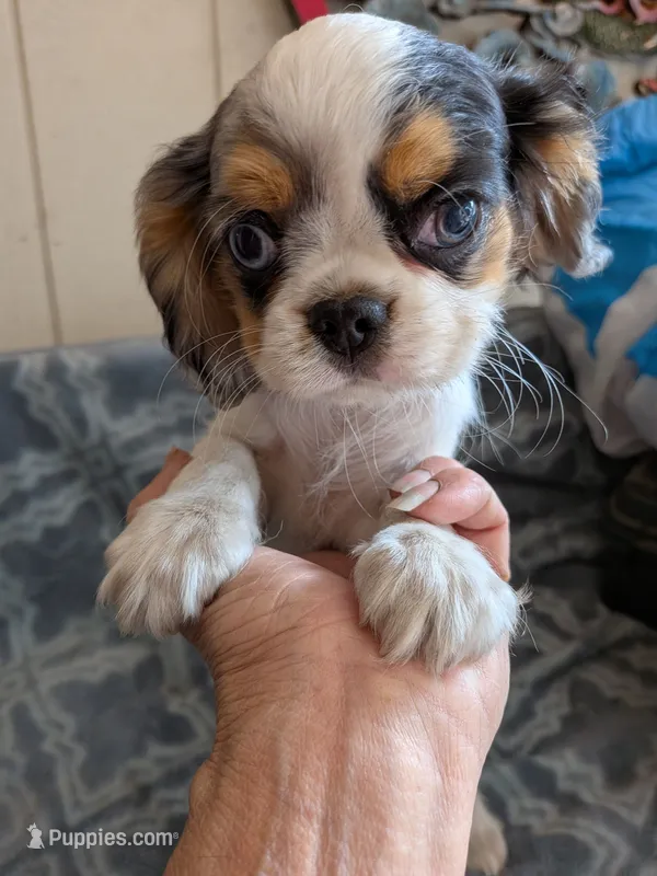 California Basil – Cavalier King Charles Spaniel, Japanese Chin puppy for sale in Arroyo Grande, CA
