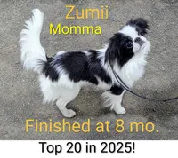 California AKC Kweii, a male Japanese Chin for sale in Arroyo Grande, CA – 9 of 10