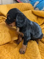 California Rachel, a female Cavalier King Charles Spaniel for sale in Arroyo Grande, CA – 7 of 10