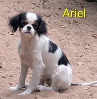 California/Oregon Ariel , a female Cavalier King Charles Spaniel for sale in Arroyo Grande, CA – 2 of 4