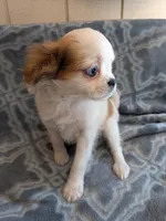 Archie in California, a male Cavalier King Charles Spaniel for sale in Arroyo Grande, CA – 7 of 9