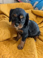 California Rachel, a female Cavalier King Charles Spaniel for sale in Arroyo Grande, CA – 5 of 10