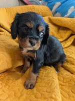 California Rachel, a female Cavalier King Charles Spaniel for sale in Arroyo Grande, CA – 6 of 10