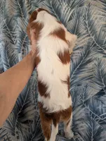 California-Oregon Troy, a male Cavalier King Charles Spaniel for sale in Arroyo Grande, CA – 5 of 10
