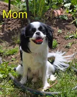 California-Oregon Eddie, a male Japanese Chin for sale in Arroyo Grande, CA – 9 of 10