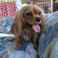 California Troy, a male Cavalier King Charles Spaniel for sale in Arroyo Grande, CA – 10 of 10