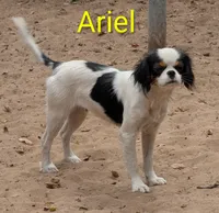 California/Oregon Ariel , a female Cavalier King Charles Spaniel for sale in Arroyo Grande, CA – 4 of 4