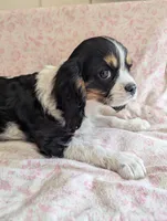CALIFORNIA/Oregon Torrey, a female Cavalier King Charles Spaniel for sale in Arroyo Grande, CA – 5 of 10