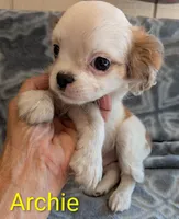 Archie in California, a male Cavalier King Charles Spaniel for sale in Arroyo Grande, CA – 3 of 9