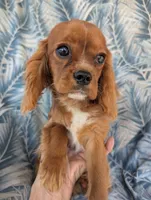 California Patrick , a male Cavalier King Charles Spaniel for sale in Arroyo Grande, CA – 4 of 9
