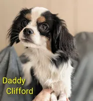 California/Oregon Fiona, a female Cavalier King Charles Spaniel and Japanese Chin for sale in Arroyo Grande, CA – 9 of 10
