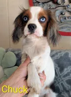 California Chuck, a male Cavalier King Charles Spaniel for sale in Arroyo Grande, CA – 10 of 10