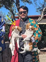 California-Oregon Rikii, a male Japanese Chin for sale in Arroyo Grande, CA – 10 of 10