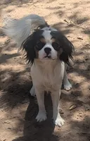 Rescue boy , a male Cavalier King Charles Spaniel for sale in Arroyo Grande, CA – 5 of 8