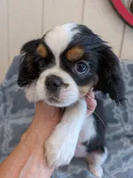 California Dean, a male Cavalier King Charles Spaniel for sale in Arroyo Grande, CA – 6 of 10