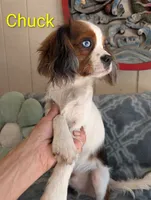 California Chuck, a male Cavalier King Charles Spaniel for sale in Arroyo Grande, CA – 6 of 10