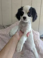California Frida, a female Cavalier King Charles Spaniel and Japanese Chin for sale in Arroyo Grande, CA – 2 of 10