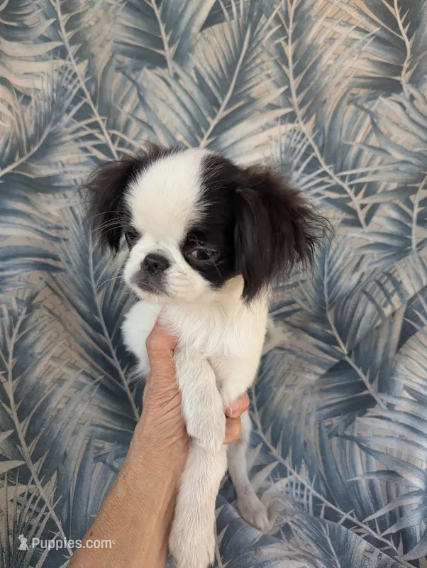 California AKC Kweii – Japanese Chin puppy for sale in Arroyo Grande, CA