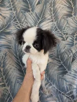 California AKC Kweii, a male Japanese Chin for sale in Arroyo Grande, CA – 1 of 10