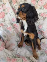 California-Oregon Lyndie, a female Cavalier King Charles Spaniel for sale in Arroyo Grande, CA – 6 of 10