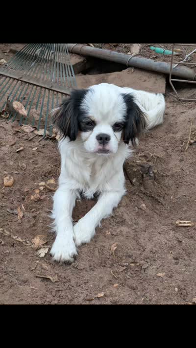 California "Poof", a female Cavalier King Charles Spaniel and Japanese Chin for sale in Arroyo Grande, CA – 2 of 4