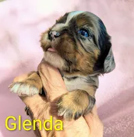 California Glenda, a female Cavalier King Charles Spaniel for sale in Arroyo Grande, CA – 5 of 10