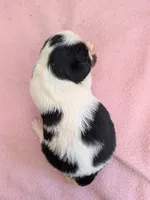 California Valentine, a female Cavalier King Charles Spaniel for sale in Arroyo Grande, CA – 6 of 9