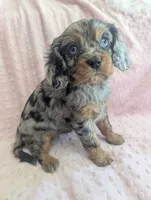 California Jazzy, a female Cavalier King Charles Spaniel for sale in Arroyo Grande, CA – 7 of 10