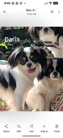 California Arthur , a male Cavalier King Charles Spaniel for sale in Arroyo Grande, CA – 10 of 10