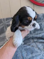California Dean, a male Cavalier King Charles Spaniel for sale in Arroyo Grande, CA – 2 of 10