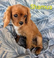 California Shamus, a male Cavalier King Charles Spaniel for sale in Arroyo Grande, CA – 5 of 10
