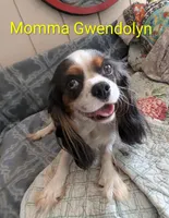California Monroe, a male Cavalier King Charles Spaniel for sale in Arroyo Grande, CA – 8 of 10