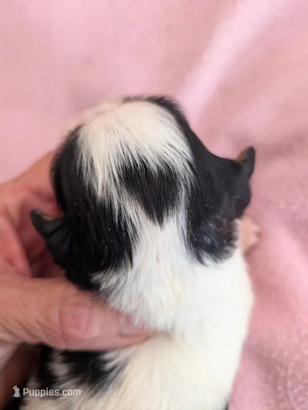 California Valentine – Cavalier King Charles Spaniel puppy for sale in Arroyo Grande, CA