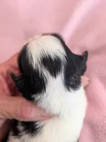California Valentine, a female Cavalier King Charles Spaniel for sale in Arroyo Grande, CA – 1 of 9
